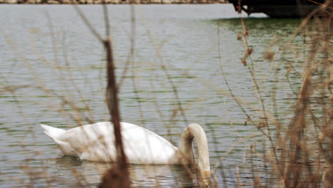 disparo en cámara lenta de un cisne nadando en un pequeño cuerpo de agua, limpiándose y buscando comida