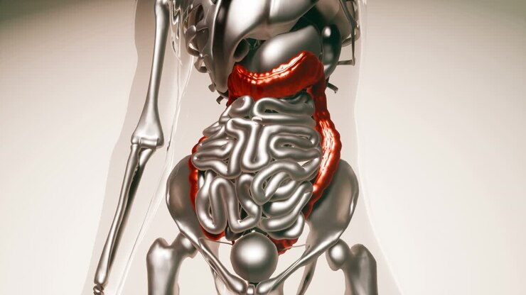 Human Colon Model with all Organs