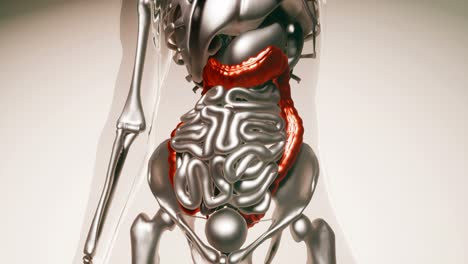 Human-Colon-Model-with-all-Organs