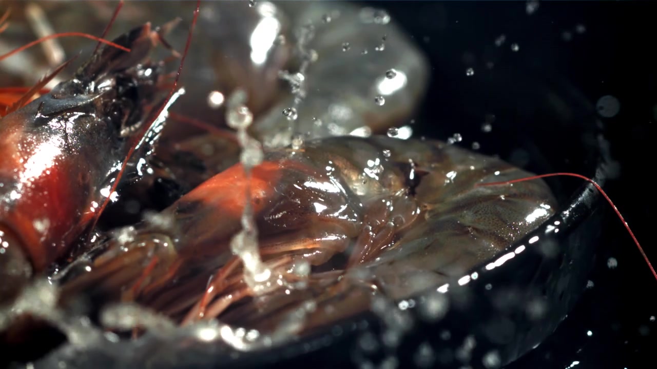Slow Motion Water Splashing on Fresh Raw Shrimp