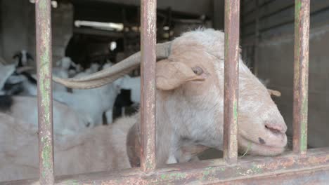 Very-close-closeup-of-a-brown-goat