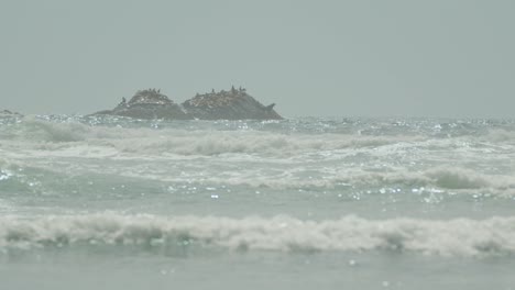 Seelöwenfelsen-Im-Meer,-Großes-Männchen-Springt-Ins-Wasser