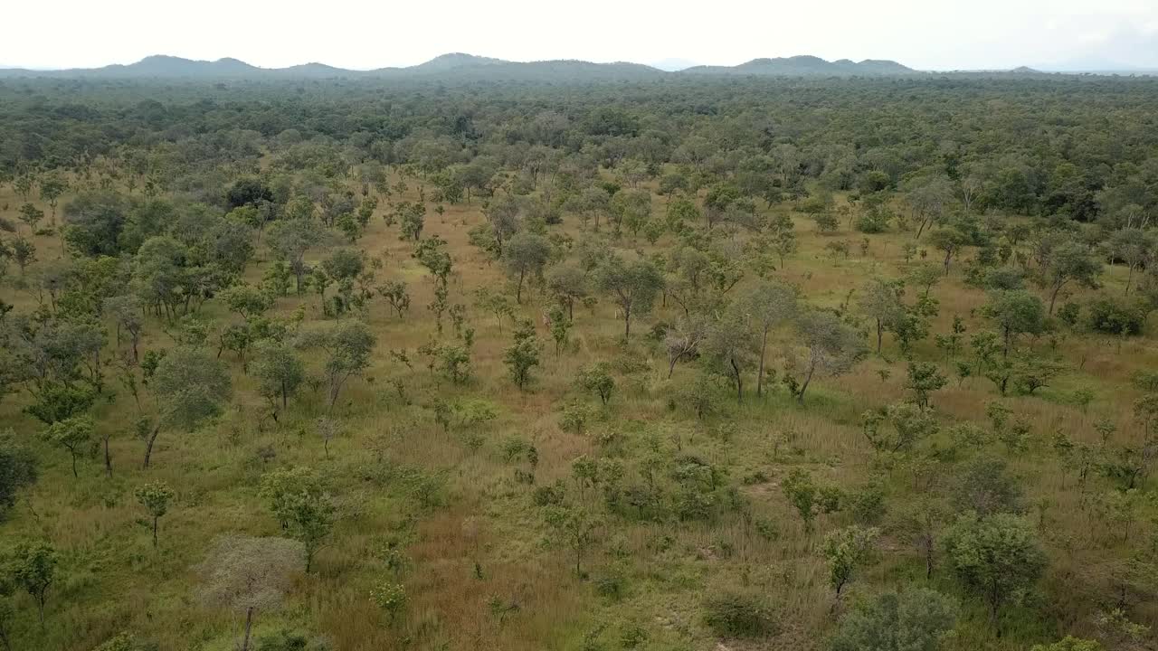 Aerial Shot of the Group of Giraffes Run Through the African Savannah and Feed on an Overcast Day