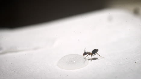 an ant drinking from a droplet