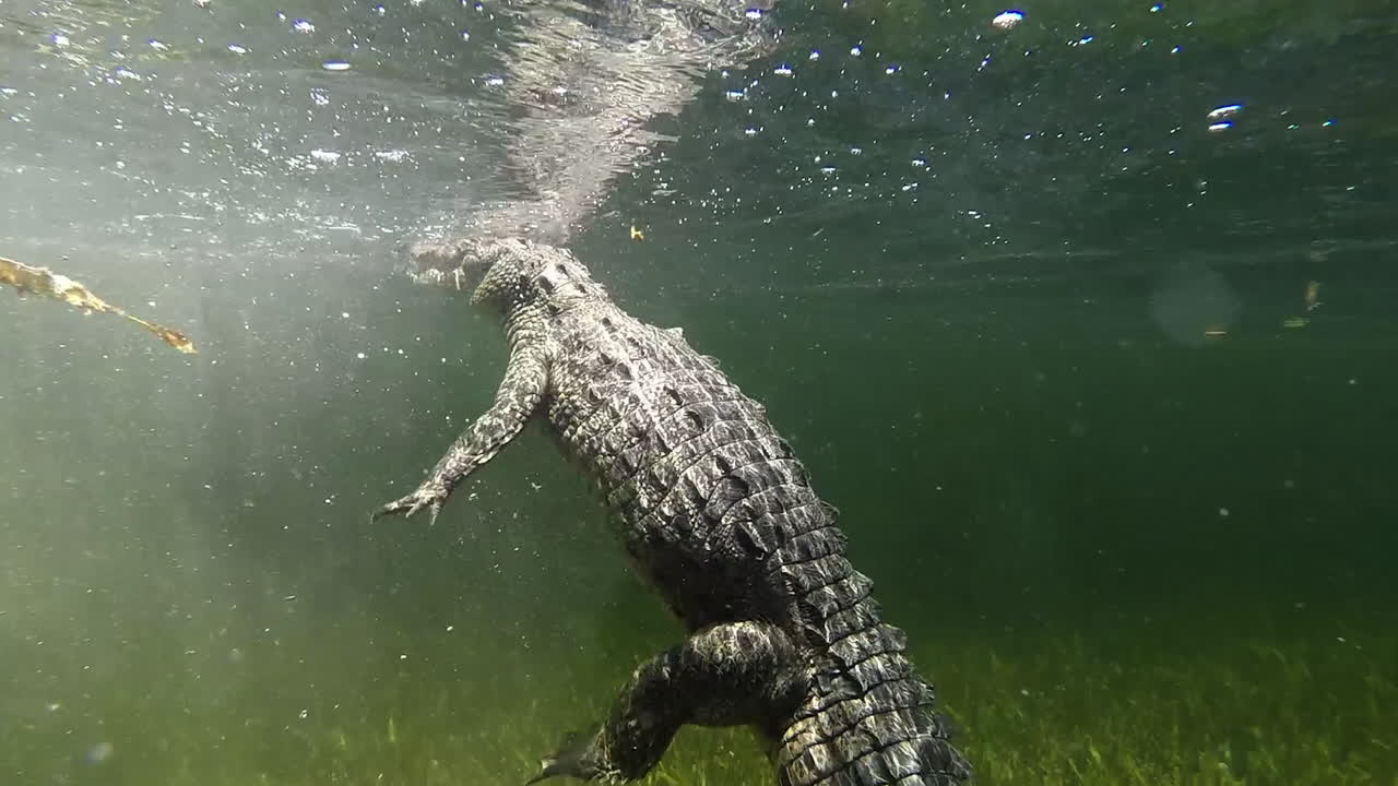 수중에서 수영하는 악어의 놀라운 장면