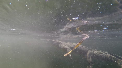 remarkable shot of an alligator swimming underwater