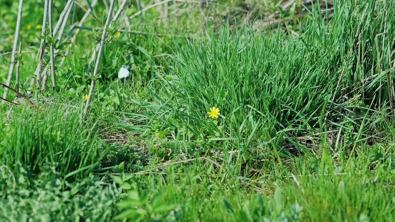 White butterfly gently perches on bright dandelion amid fresh springtime grass