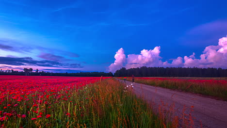 Toma-De-Lapso-De-Tiempo-Del-Campo-De-Flores-Rojas-Y-Nubes-Voladoras-En-El-Cielo-Azul-Púrpura-Durante-La-Puesta-De-Sol-En-El-área-Rural---Toma-De-Prores-De-Alta-Calidad-De-5k