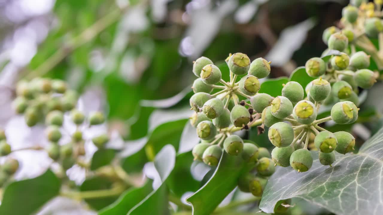 작은 새싹 확대