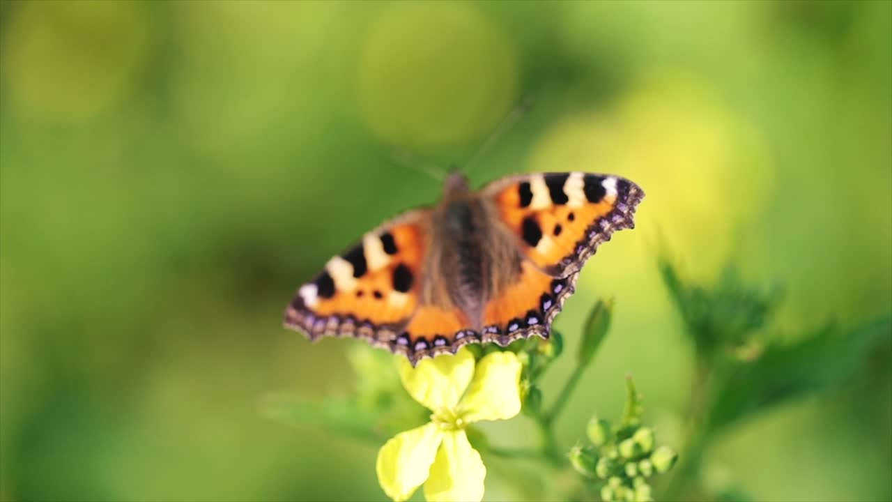 Primo piano di farfalla su un fiore al rallentatore