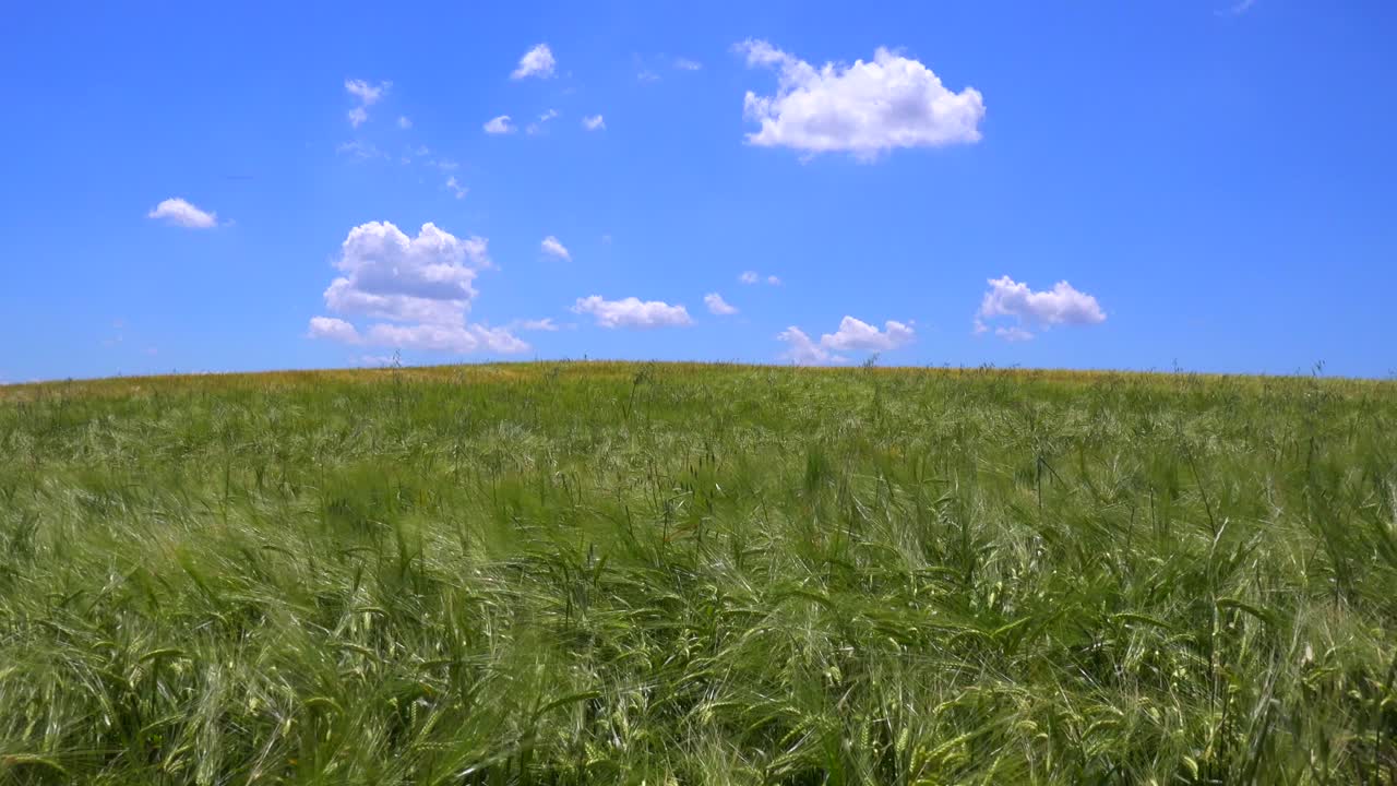 곡식을 흔드는 아름다운 드넓은 들판 뒤로 구름이 흘러간다