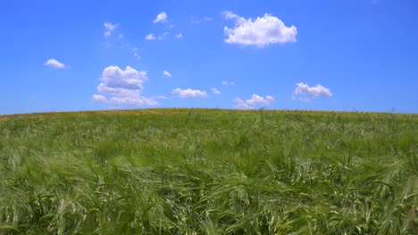 las nubes se desplazan detrás de hermosos y vastos campos abiertos de grano ondulante