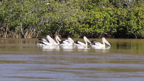a group of pelicans moves smoothly across a river, surrounded by lush greenery under bright daylight