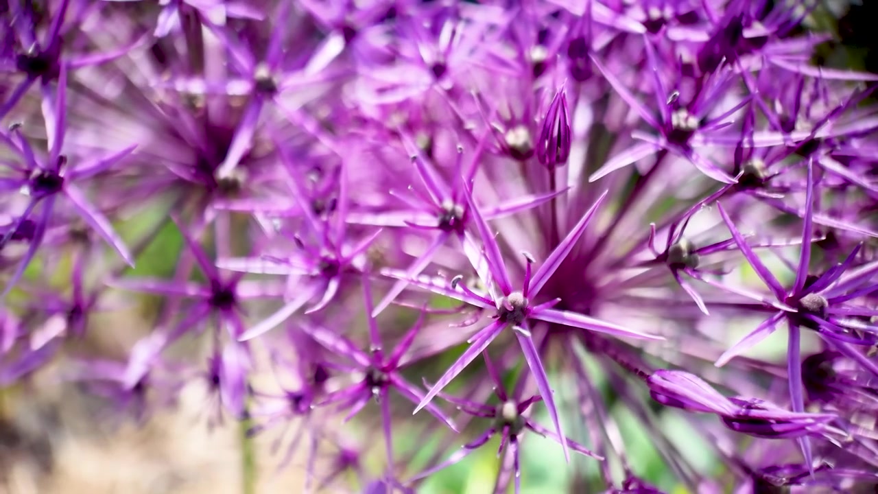 Macro ravvicinata di un fiore di allium viola in un giardino illuminato dal sole, che mostra petali a raggiera.