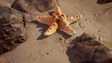 estrellas de mar en la playa de arena al atardecer