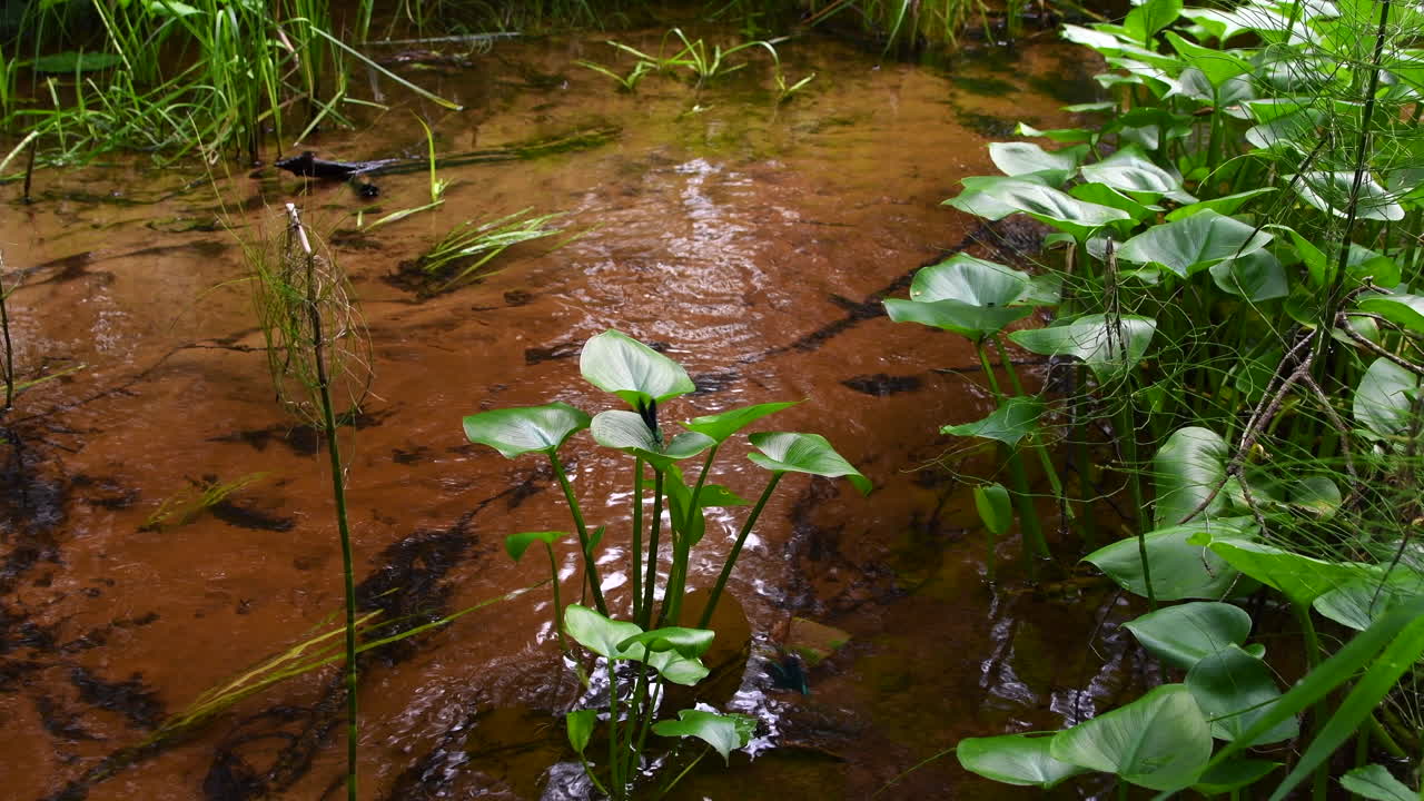 dos machos demoiselle volando y descansando sobre una planta de cala en un arroyo cristalino