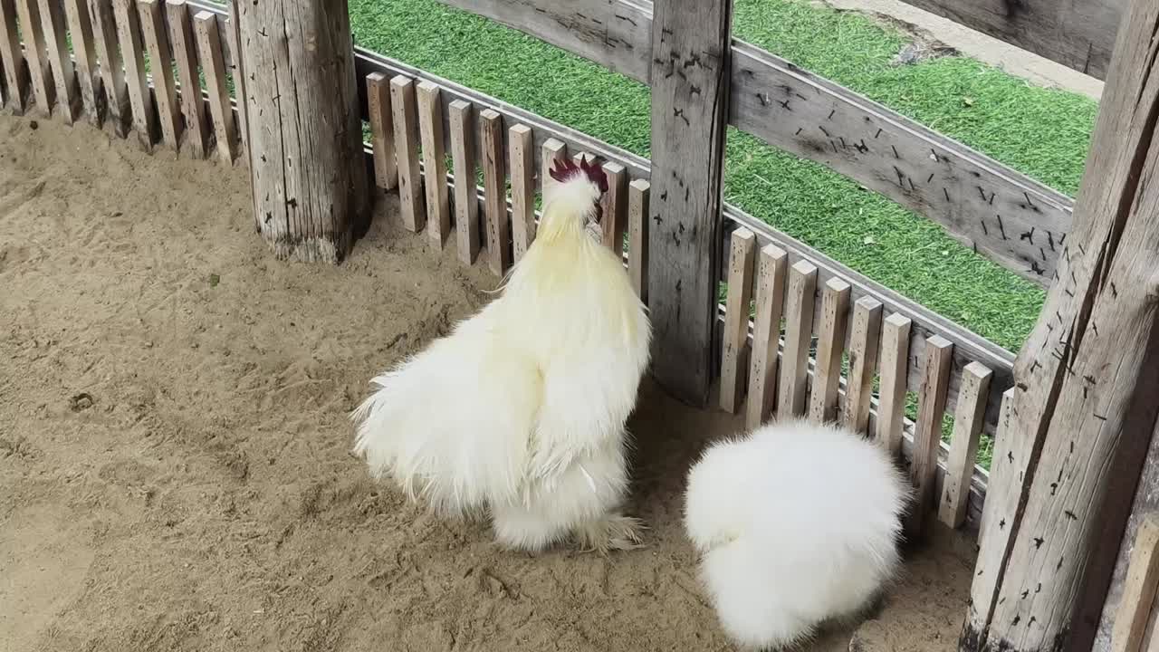 White Chickens in a Pen