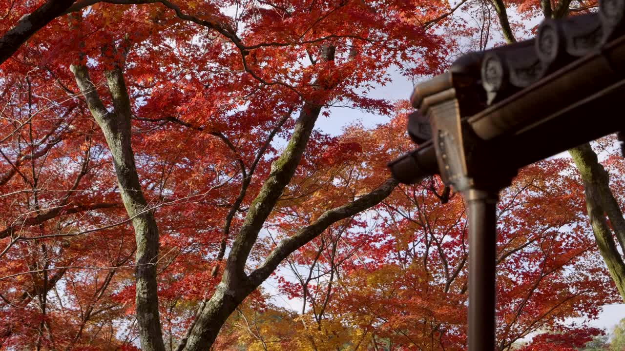Beautiful slow motion view over fall colored maple trees in red and orange