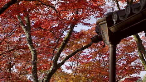 beautiful slow motion view over fall colored maple trees in red and orange