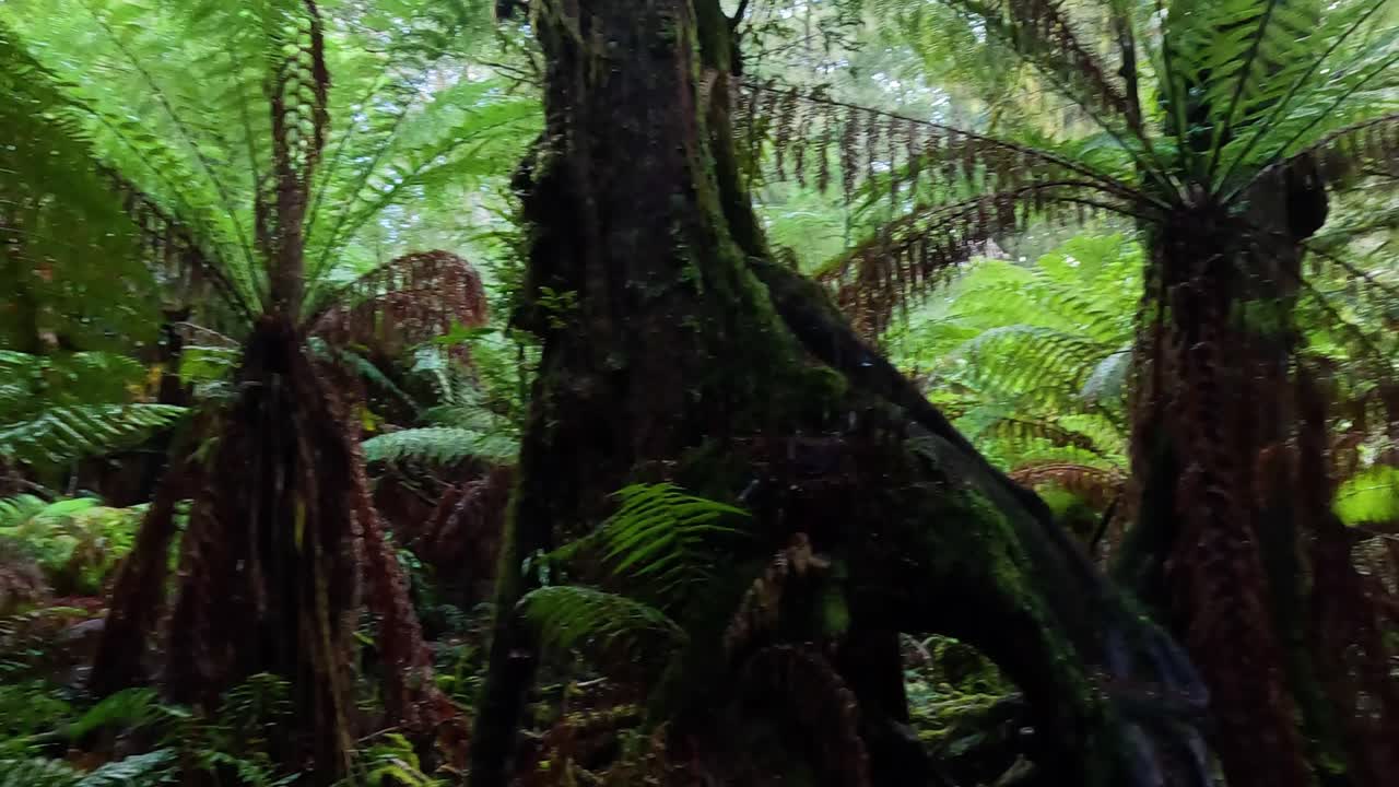 Lush green ferns and trees in rainforest