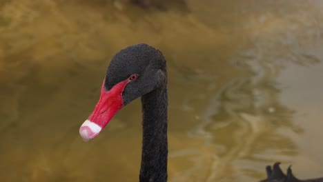 black swan grooming itself in a pond