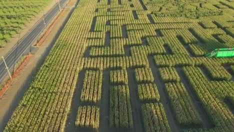 guinness book of world records largest corn maze in dixon california drone view high to low