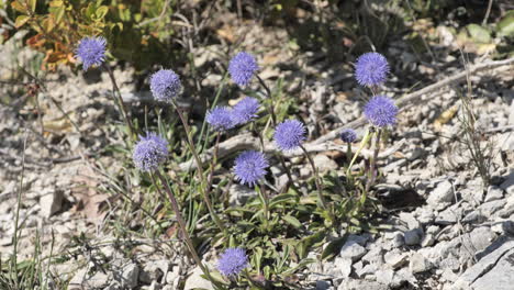 purple little flowers on little rocks dry soil south of france