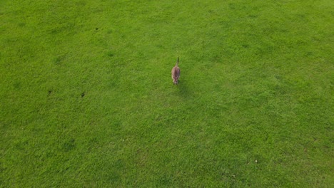 Kangaroo-Jumping-Towards-Drone-Flying-In-Grassland-At-Eco-Village---Kangaroo-At-Currumbin-Valley,-Gold-Coast,-QLD,-Australia