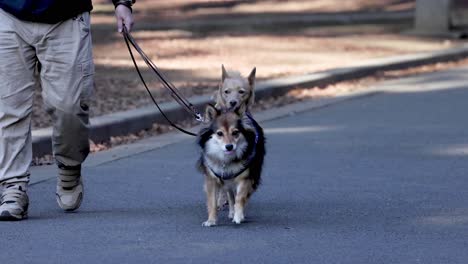 person walking two happy corgis on leashes