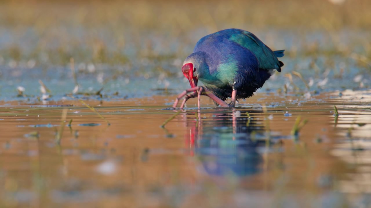 Un pollo sultano testagrigia che immerge ripetutamente il becco in acqua bassa mentre cerca cibo in una palude.