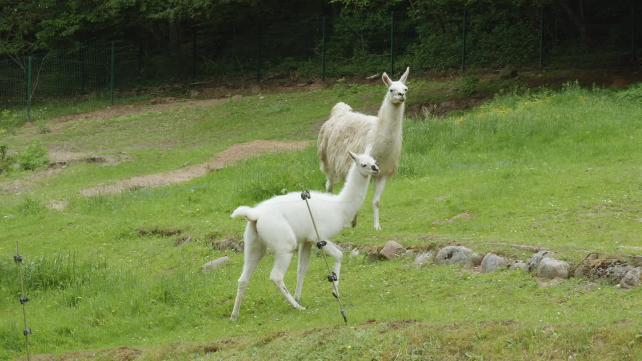 Adult Female And Baby Llamas (Lama Glama) On Gdańsk Zoo In Poland. Slow Motion