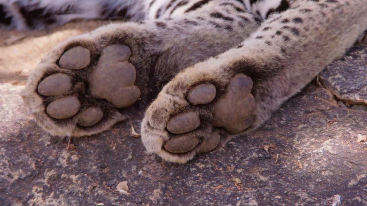 Leopards paw resting on a rock in savannah at midday