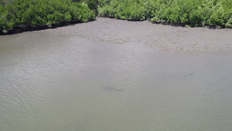 Río-Poco-Profundo-Con-Cocodrilo-Estuarino-Descansando-Bajo-La-Superficie-En-Port-Douglas,-Queensland