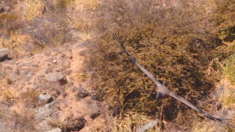 Juvenile-Condor-glides-in-the-canyon-looking-for-its-next-meal-surveying-the-bottom