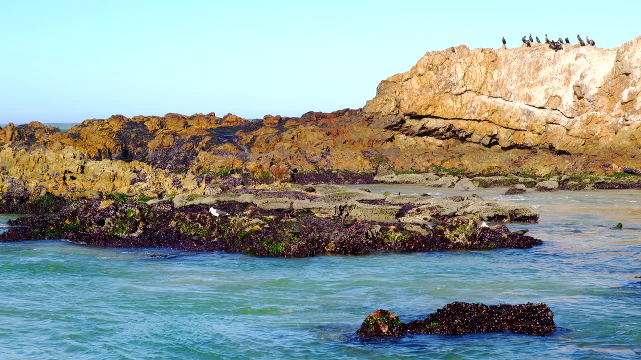 Birds on Rocky Coastline