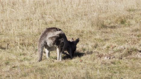 Wallaby-Solitario-Alimentándose-De-La-Hierba-En-La-Granja