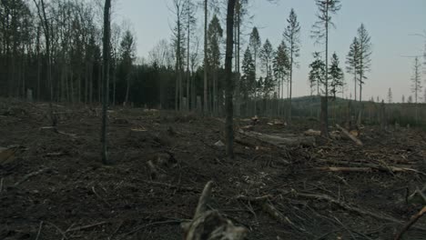 A-cleared-and-destroyed-forest-area