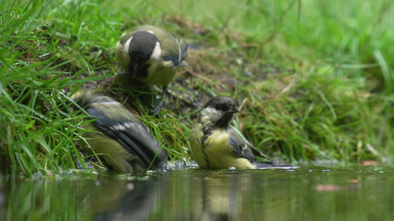 low close up shot of three great tits on the grassy edge of a shaded pond  splashing and bathing in the water