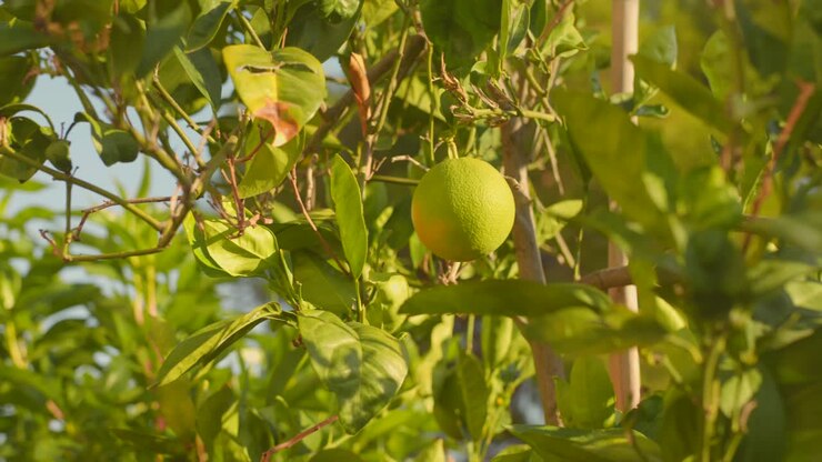 Giornata di sole in una piantagione di arance in Spagna
