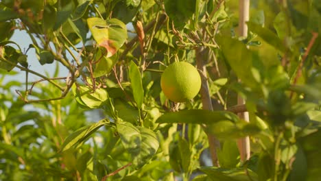 Sunny day at an orange plantation in Spain