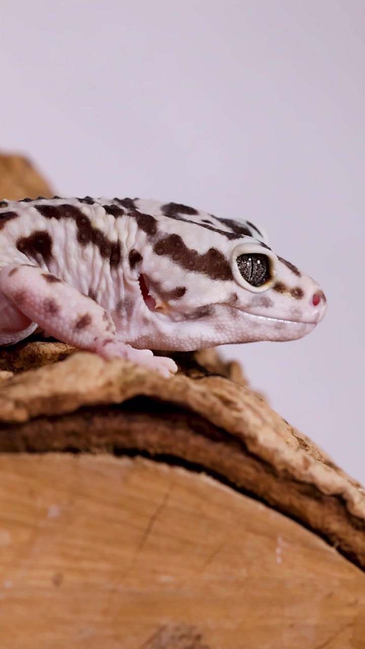 Un geco leopardo maculato riposa su un pezzo di corteccia su uno sfondo bianco.