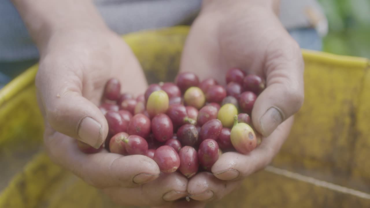 bayas de café recién cosechadas en la mano del agricultor