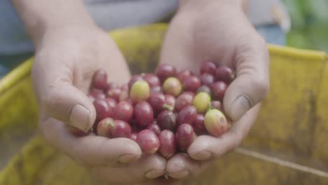 Frisch-Geerntete-Kaffeebeeren-In-Der-Hand-Des-Bauern