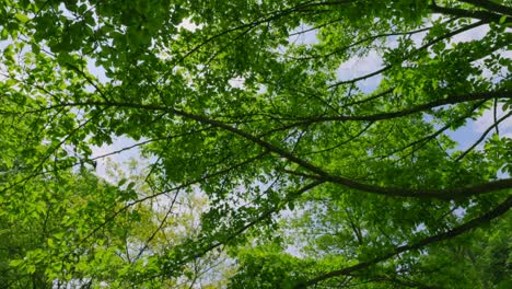 spring plants with bright green