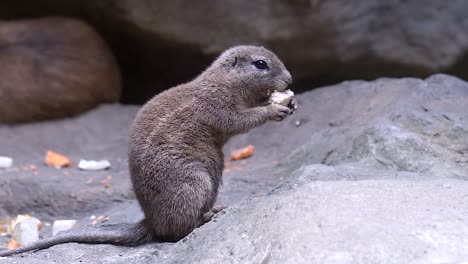 south african ground squirrel standing while eating its food on the rock - low level shot