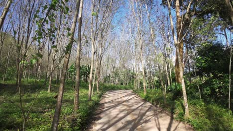 Viaje-A-Través-De-Un-Denso-Bosque,-Avanzando-Por-Un-Camino-Rodeado-Por-La-Intrincada-Red-De-Ramas-Que-Enmarcan-El-Camino