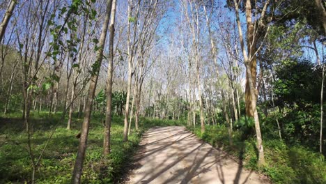 viaje a través de un denso bosque, avanzando a lo largo de un camino rodeado por la intrincada red de ramas que enmarcan el camino