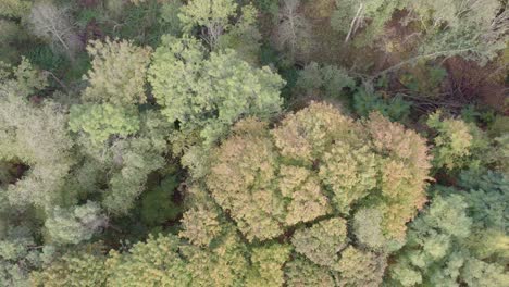 Aufsteigende-Flächendrohnenaufnahmen-Von-Bäumen-Mit-Herbstfarben,-Aufgenommen-Am-Ort-Namens-Uetz-In-Brandenburg,-Deutschland