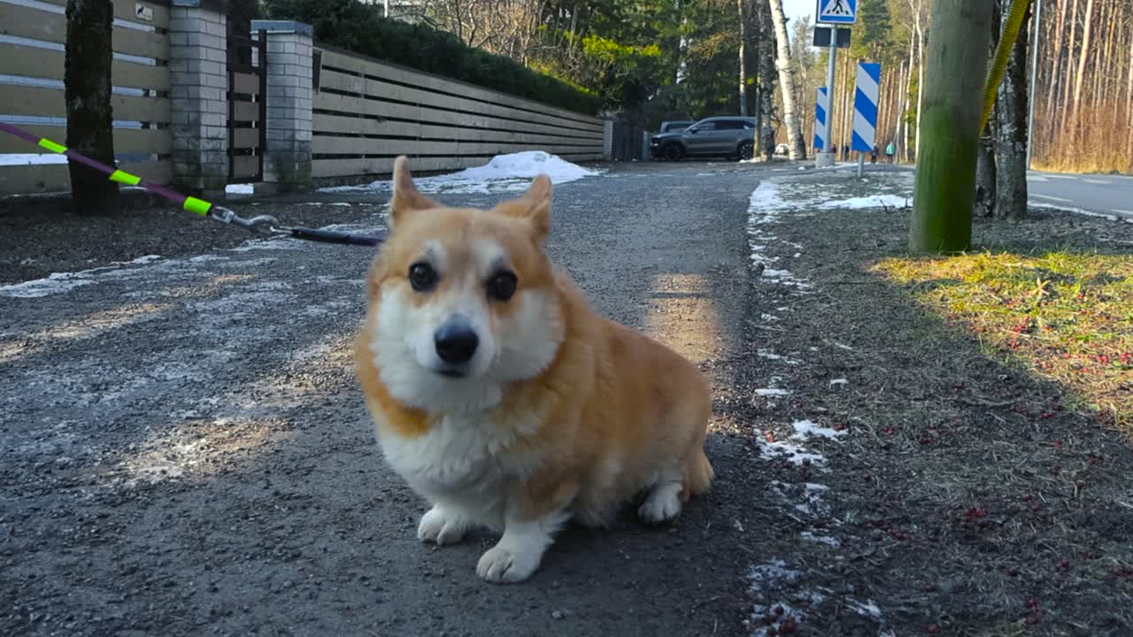 Small fluffy white and light brown Corgi dog pet sitting and watching up at its owner during a winter sunny day at a street with pebbles. Fence on the side and sun covered grass and trees in the back.