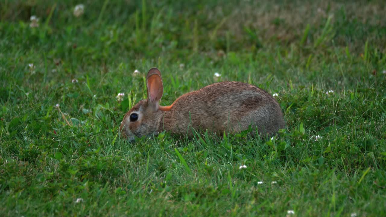 un conejo de rabo blanco come en la hierba, mientras se agacha en el suelo, proporcionando un perfil